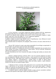 Allergie piante appartamento