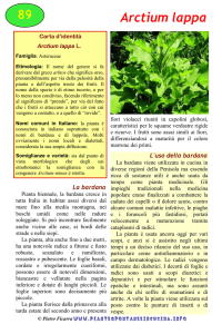 Arctium lappa - Piante spontanee in cucina
