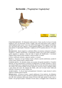 Scricciolo (Troglodytes troglodytes)