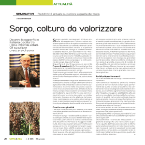 Sorgo, coltura da valorizzare