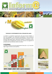mais - contenimento piralide 2014