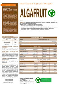 Soluzione concentrata di alghe a base di Ascophyllum