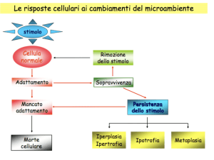 Adattamenti cellulari