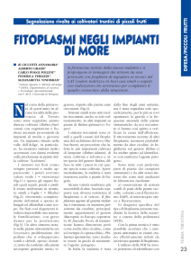 fitoplasmi negli impianti di more fitoplasmi negli impianti di more