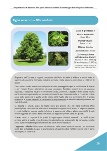 PDF Tiglio selvatico