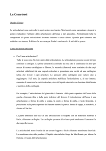 La Coxartrosi