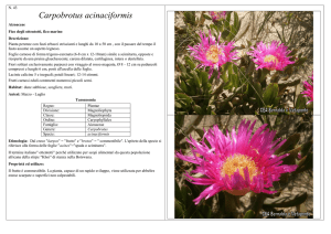 Carpobrotus acinaciformis - CEA Bernalda e Metaponto