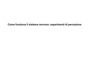 Come funziona il sistema nervoso: esperimenti di percezione