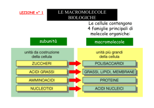 Macromolecole Biologiche: Carboidrati, Lipidi, Proteine
