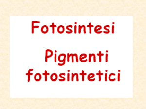 Fotosintesi 2