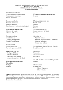 IgD 1a1s Anatomia Umana Bandiera 2005