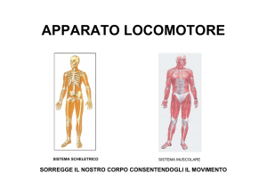 apparato locomotore - Fisiokinesiterapia