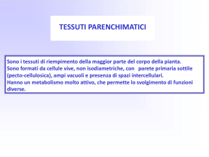 Tessuti parenchimatici File