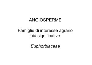 ANGIOSPERME Famiglie di interesse agrario più significative