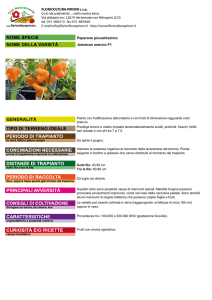 Peperone piccantissimo Jamaican arancio F1