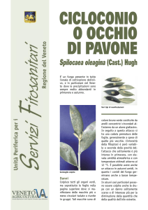 cicloconio o occhio di pavone.indd