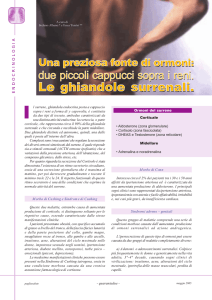 Le ghiandole surrenali. Le ghiandole surrenali.