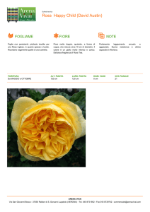 Rosa Happy Child (David Austin)