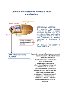 cellula
