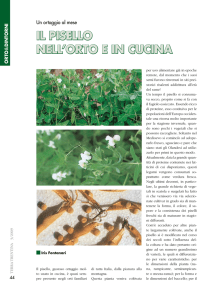 Il PISEllO NEll`ORTO E IN CUCINA