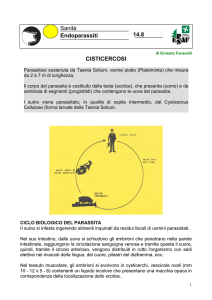 CISTICERCOSI Sanità Endoparassiti 14.8