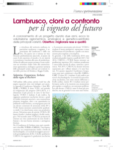 Viticoltura - Lambrusco, cloni a confronto per il vigneto del futuro