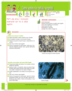 come osservare cellule vegetali