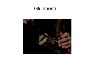 Gli innesti - UTL Caravaggio