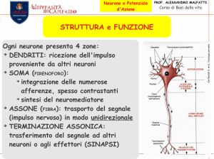 Neurone e Potenziale d`Azione
