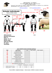 Scheda individuale