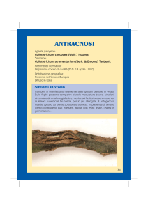 antracnosi - Agricoltura Regione Emilia