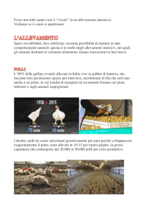 Forse non tutti sanno com`è “vivere” in un allevamento intensivo