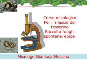 a mezzo spore