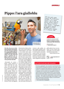 Pippo: l`ara gialloblu - e