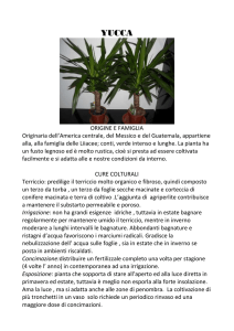 ORIGINE E FAMIGLIA Originaria dell`America centrale, del Messico