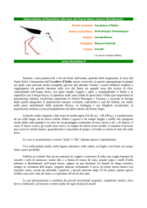 Cavaliere d`Italia - Osservatorio avifaunistico alla foce del fiume Salso