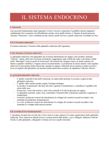 IL SISTEMA ENDOCRINO