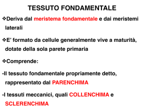 11-istologia -2