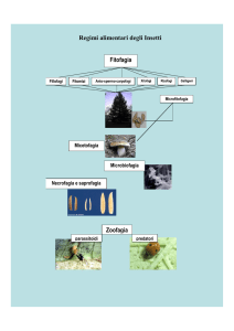Regimi alimentari degli Insetti Fitofagia Zoofagia