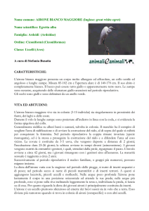 airone bianco - Animali e Animali