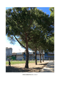 pino domestico n. 1-‐3-‐5-‐7