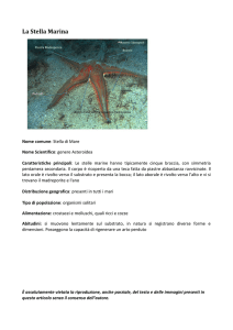 La Stella Marina