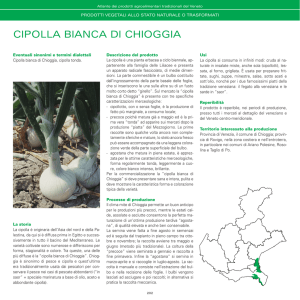 cipolla bianca di chioggia