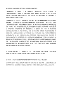 apparato di golgi e reticolo endoplasmatico. l`apparato di golgi è il