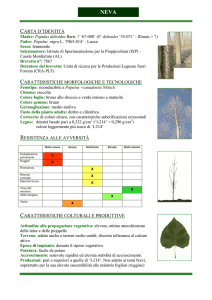 Neva - Unità di Ricerca per le Produzioni Legnose Fuori Foresta