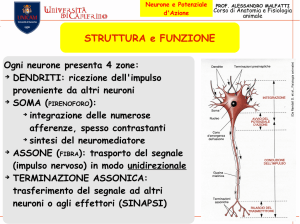 Neurone e Potenziale d`Azione