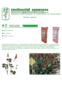 trifogli annuali - Continental Semences Spa