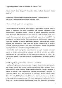 Pregio del tartufo cibo “cult”