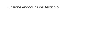 fisiologia apparato genitale maschile III File - Progetto e