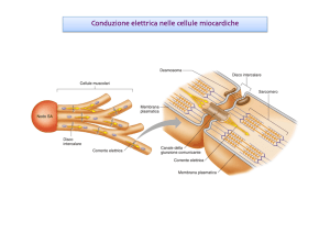 Conduzione elettrica nelle cellule miocardiche - e